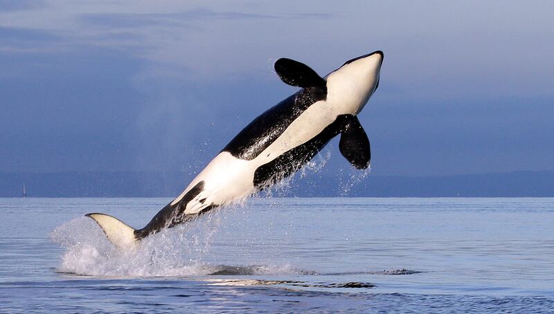 A female resident orca whale breaches while swimming in Puget Sound near Bainbridge Island, Wash., as seen in this 2014 photo.