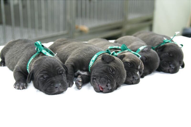 Five cloned pit bull puppies are seen at the Seoul National University Hospital for Animals in Seoul, South Korea, Tuesday.