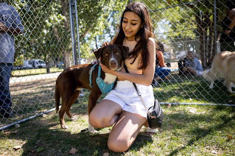 Bianca Aguilar gets to know Rex during the Petapalooza adoption event at Wheeler Historic Farm in Murray on Saturday.