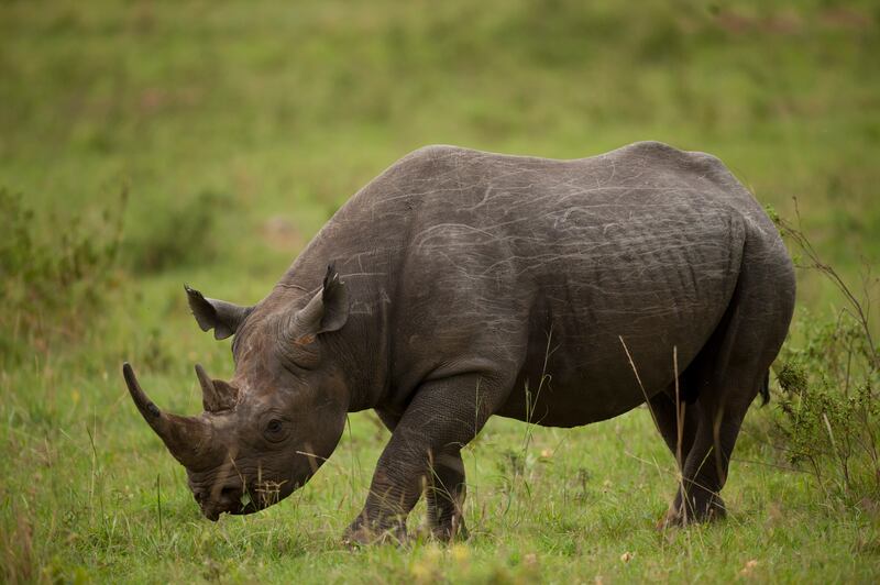 A black rhino stands on a grassy plain.