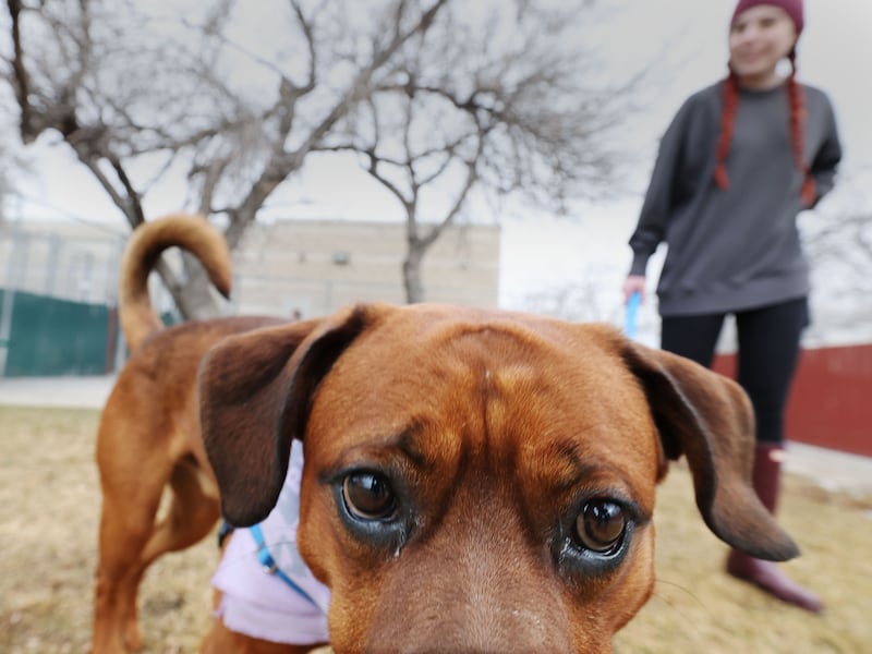 Humane Society of Utah social media coordinator Maddie Cushing watches Marcus outside of the shelter in Murray on Jan. 23, 2024.