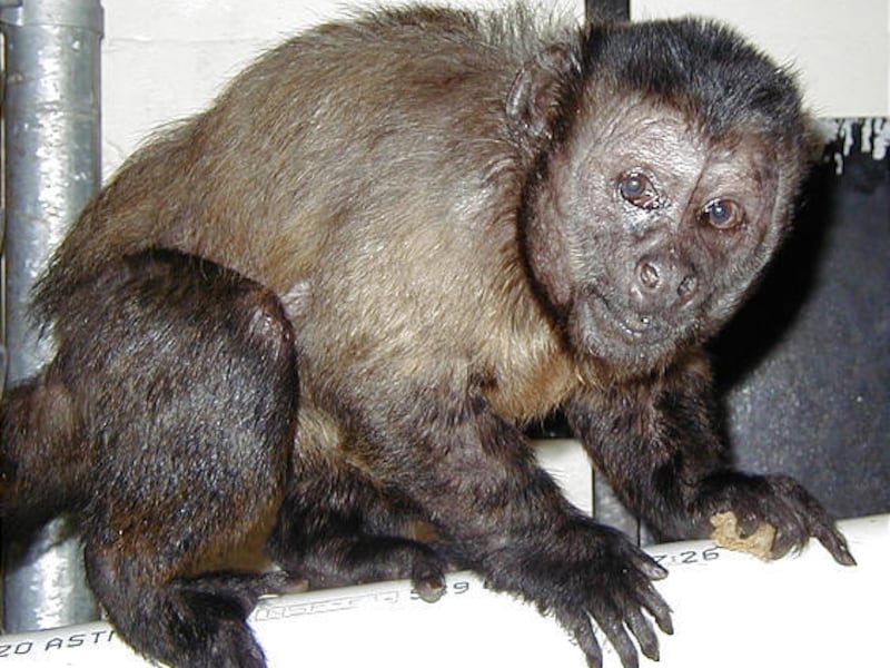 Jocco, a 45-year-old capuchin monkey that some say may have been one of the world's oldest, has died at Utah's Hogle Zoo. Zoo spokeswoman Holly Braithwaite says Jocco died in his sleep on June 13. It's possible that Jocco, known for his cloudy eyes, mangy