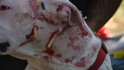 A police officer shot and injured a dog while assisting Child Protective Services during a home visit in Ogden on Aug. 28, 2018. According to the Ogden Police Department, the dog had attacked and the officer shot it to protect himself.