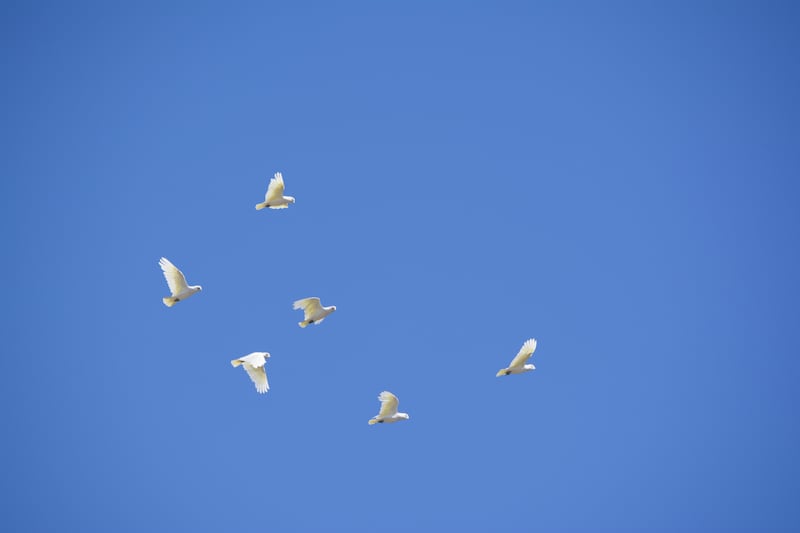 Why did 60 birds fall from the sky like a scene from a horror movie? Experts told The Guardian the likely reason.