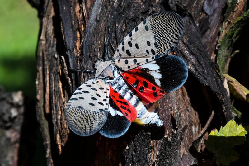 A spotted lanternfly at a vineyard in Kutztown, Pa.