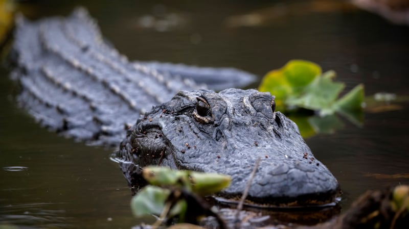 An American alligator basks in lily pads.