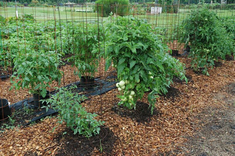 Picking juicy tomatoes and eating them fresh off the vine make for some of the best summer moments.