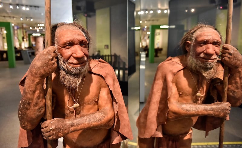 A reconstruction of a Homo neanderthalensis is pictured at the Neanderthal Museum in Mettmann, Germany in 2019.