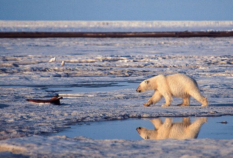 A polar bear rests with her cubs on ice.