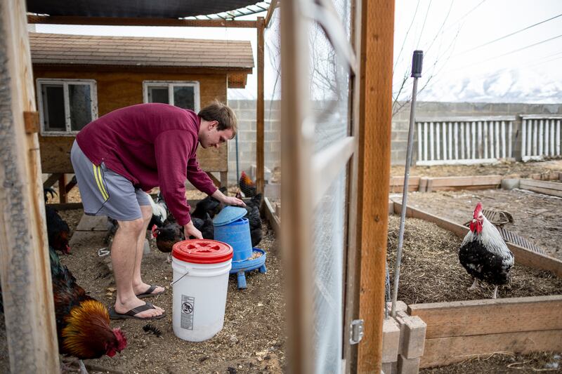 Nicky Bennett feeds the family’s flock of chickens at their home in Payson, Utah.