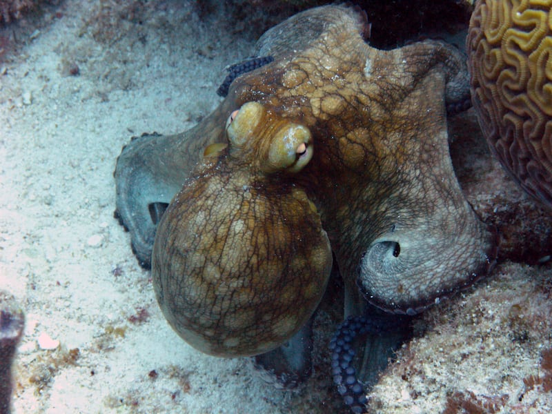 An octopus is shown in this underwater photograph taken while scuba diving in the Caribbean Island of Bonaire.