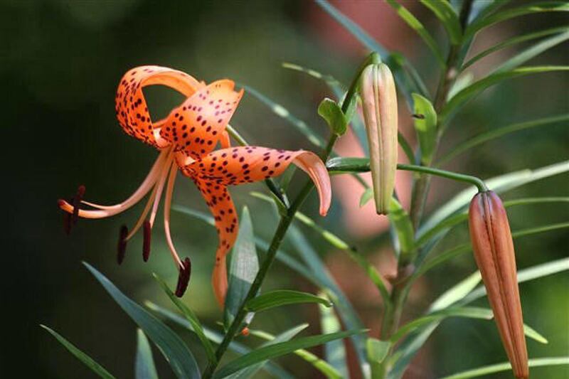 This July 24, 2006 image shows a Wild Tiger Lily in a wildflower garden near New Market, V.A. "Wild" tiger lilies are the ancestors of many hybrids seen in today's home flower beds.