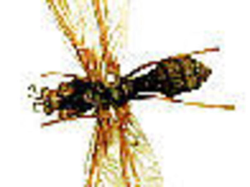 A mantis-fly specimen at the Monte L. Bean Life Science Museum