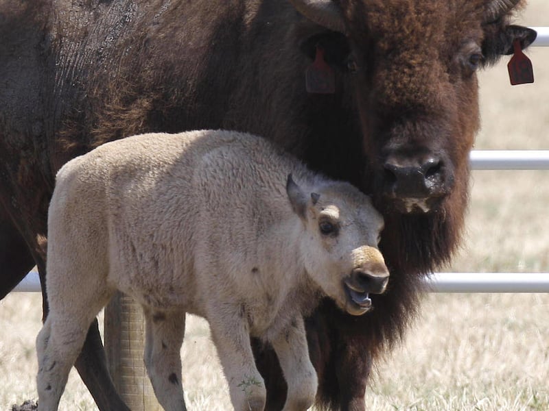 A rare white buffalo walks in a corral after a Native American naming ceremony was held in Greenville, Texas Wednesday, June 29, 2011. The buffalo, named Lightning Medicine Cloud, was born to the Texas herd in May, 2011, and holds a special place in Nat