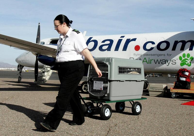 Pet attendant Melissa First transports a dog from a Pet Airways plane to the terminal at Falcon Field Muncipal Airport in Mesa, Ariz. on Dec. 10, 2010. Pet Airways is a first ever airline for pets launched a year ago and is appealing to thousands of pe