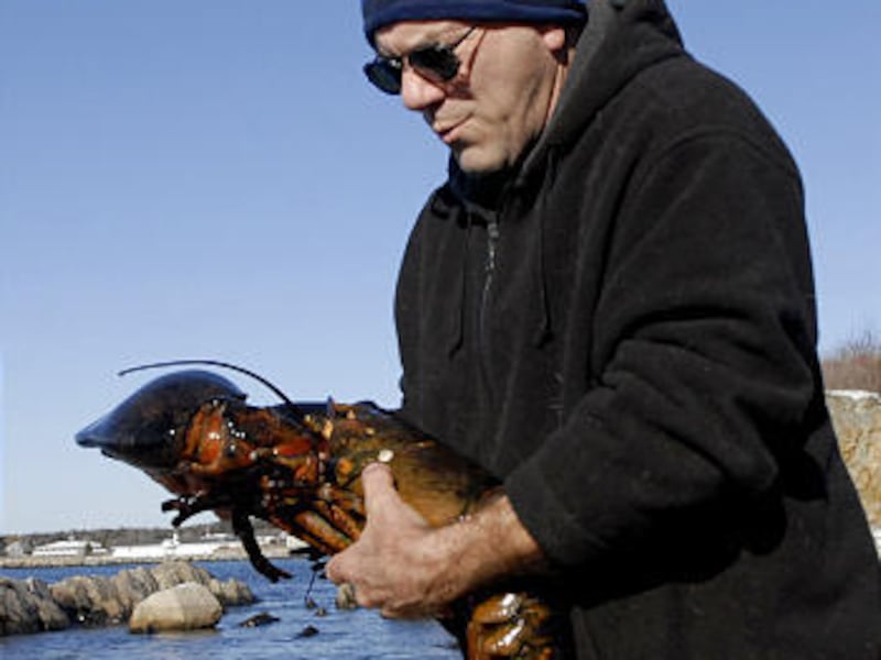 Neil Robinson, of Portsmouth N.H., carries a very old, 20-pound lobster to freedom in Kennebunkport, Maine, Saturday.
