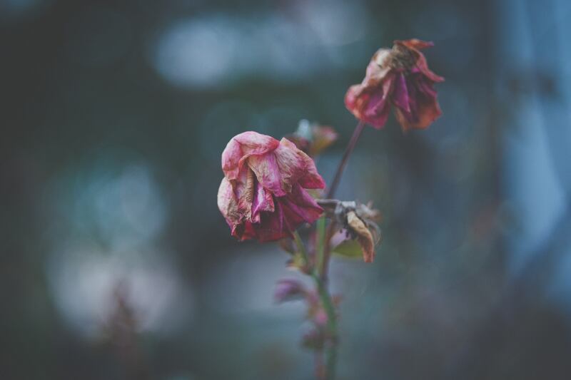 A close-up of two wilted pink and white roses.