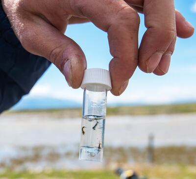 Quinten Salt, rural field supervisor for the Salt Lake City Mosquito Abatement District, holds a vial of mosquito larvae in the wetlands north of the Salt Lake City International Airport on Monday, May 20, 2019.