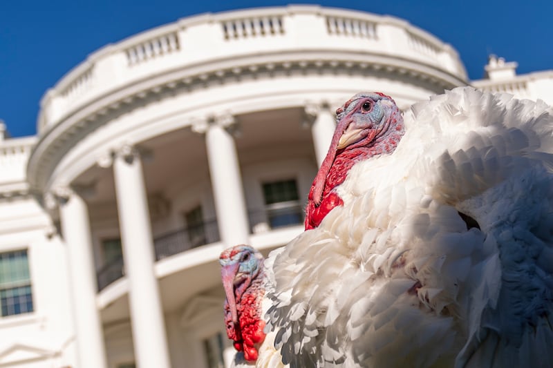 The two national Thanksgiving turkeys, Chocolate and Chip, are photographed following a pardoning ceremony at the White House in 2022.
