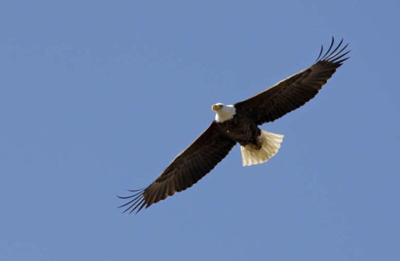The Bureau of Land Management Utah Salt Lake Field Office is seeking volunteers to help conduct the annual Raptor Inventory Nest Survey this spring in northern Utah.