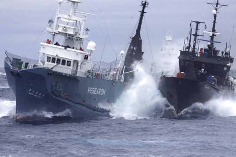 The Japanese whaling ship Yushin Maru No. 3, left, collides with the Bob Barker in the waters of Antarctica.