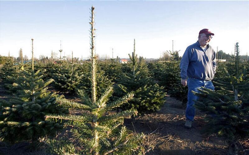 Surrounded by trees of varying national origin, Gary Chastagner has been chasing the perfect Christmas tree for decades in research at Washington State University's Extension campus in Puyallup, Washington, as seen December 9, 2009.