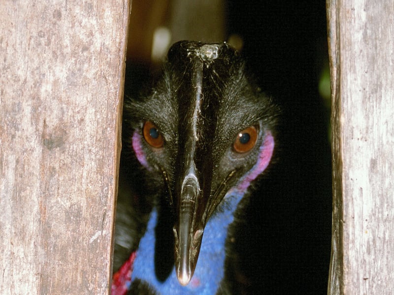 A captive, modern adult cassowary.