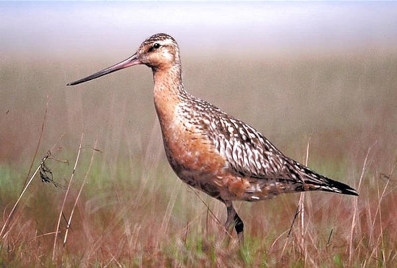 Bar-tailed godwit