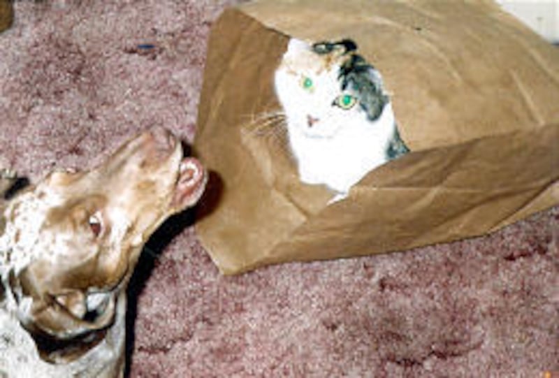 David and Clara Boudreau of Fairfield, Maine, sent in this photo of their triple dapple dachshund singing to their tri-colored cat, which is lounging in a paper bag.