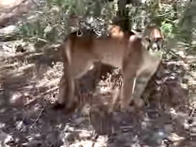 Laurien Elsholz, from Tooele County, posted about an encounter with a mountain lion on Facebook.