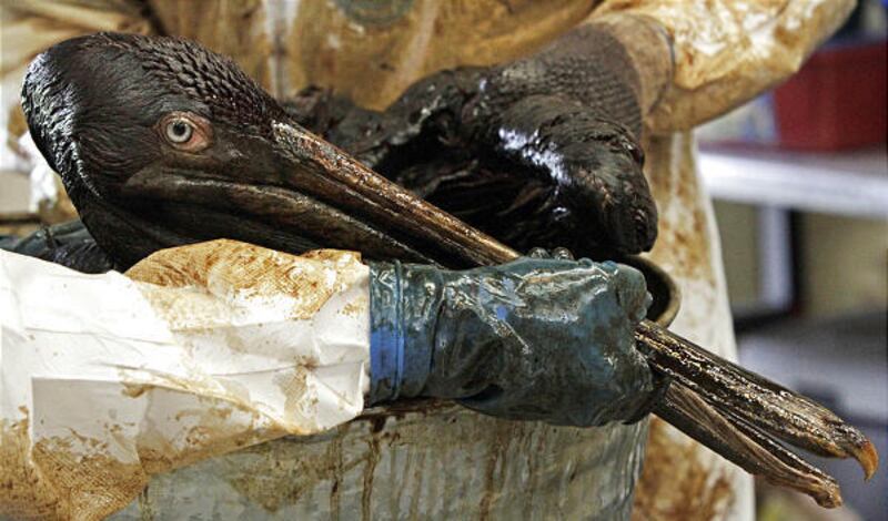 Workers clean a brown pelican covered in oil at a Louisiana center set up by the International Bird Rescue Center.