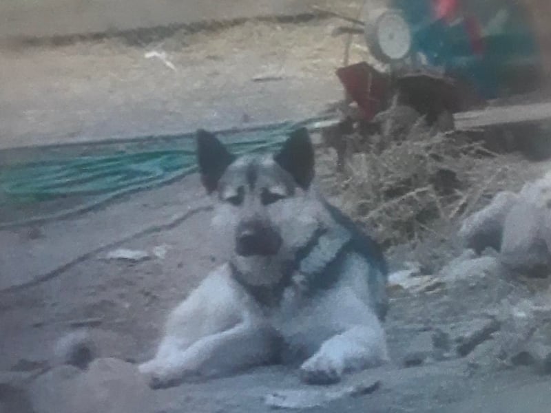 A feral dog believed to be responsible for dozens of animal killings over the past four months in West Valley City was located and killed by West Valley Animal Control Thursday, Oct. 11, 2018. The husky-shepherd mix was seen wandering a West Valley neighb