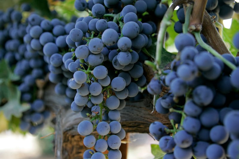 Cabernet Sauvignon grapes are shown on the vine at the Grgich Hills winery in Rutherford, Calif.