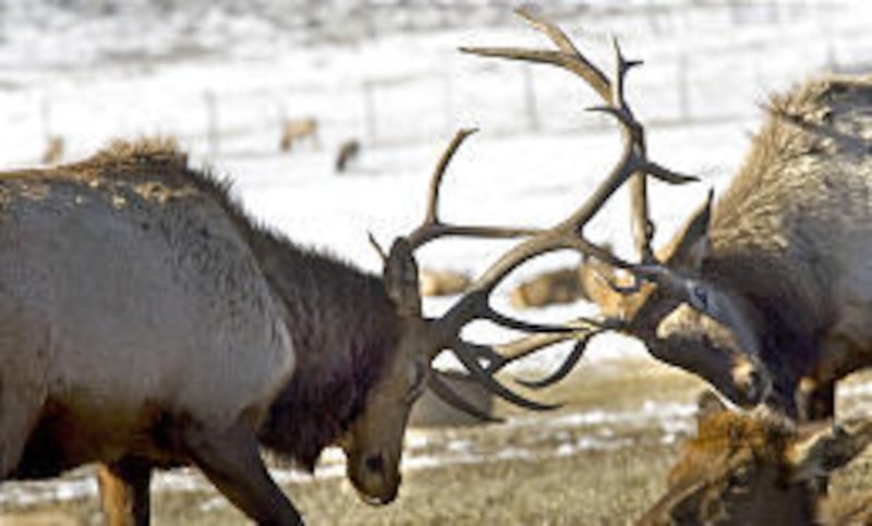 Elk shed their antlers later than deer and at higher elevations.