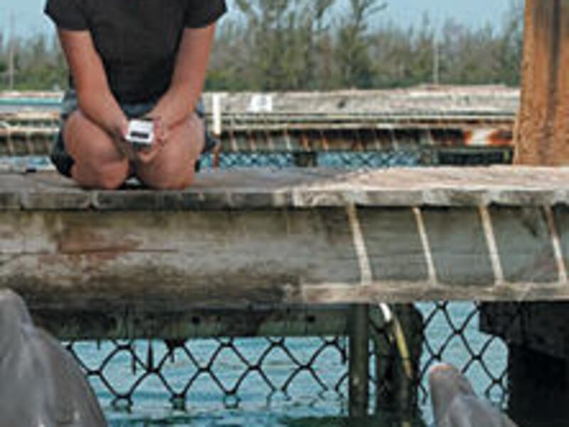 Carly Schroeder meets dolphins in the drama "Eye of the Dolphin."