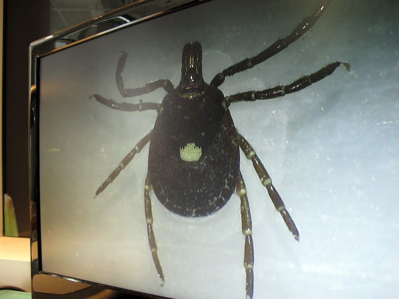 In this July 31, 2014, photo, a lone star tick is displayed on a monitor in a lab at the North Carolina Museum of Natural Sciences, in Raleigh, N.C.