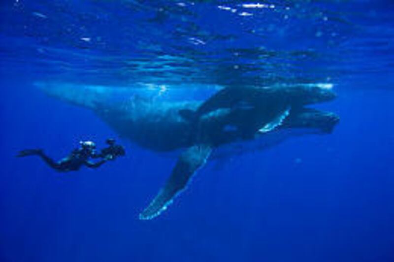Doug Allan films mother and baby humpback whales off Tonga.