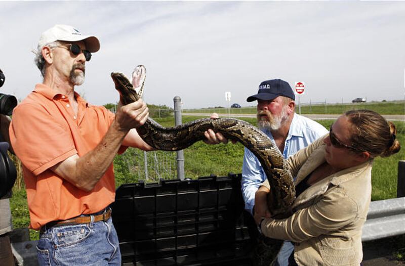 Skip Snow, left, and Theresa Walters take a Burmese python out of its cage before showing it to Interior Secretary Ken Salazar in the Florida Everglades.