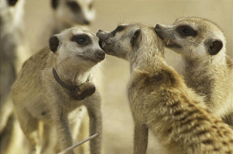 A group of meerkats on "Meerkat Manor: The Story Begins."