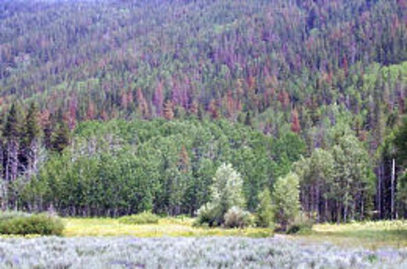 Pine trees killed by pine beetles are interspersed among the live trees in Pine Valley east of Kamas along the Mirror Lake Highway.