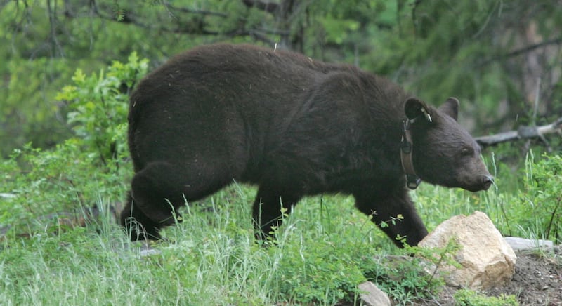 FILE - Fourteen bears are released in the Book Cliffs area of Utah, June 2, 2005. A Division of Wildlife Resources biologist who was accidentally struck in the hand by a tranquilizer dart that was intended for a bear was released from the hospital Wednesd
