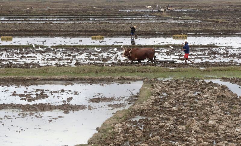 A man ploughs a field in Antananarivo, Madagascar.
