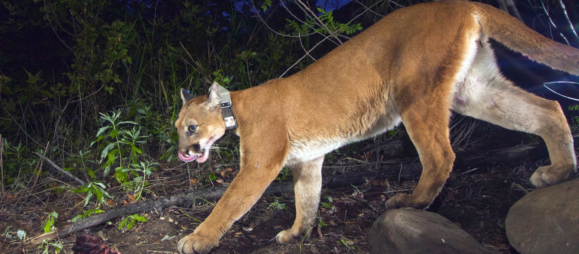 A National Park Service remote camera shows an adult female mountain lion.