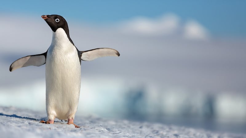 Disneynature's all-new feature film "Penguins" is a coming-of-age story about an Adélie penguin named Steve who joins millions of fellow males in the icy Antarctic spring on a quest to build a suitable nest, find a life partner and start a family. None of