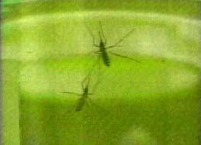 Mosquitoes can carry the West Nile virus.