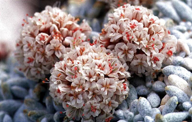 Frisco buckwheat is found on limestone outcrops in Beaver County.