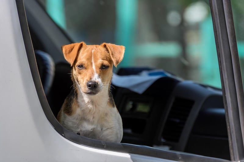 Jack Russell Terrier in open car window.