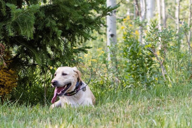 A cadaver dog rests after a search near the cabin once owned by the father of Utah death row inmate Douglas Lovell.