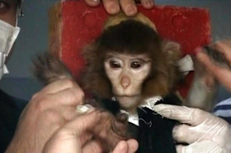 In this undated image taken from AP Television, scientists in Iran surround a monkey ahead of a space launch. Iran said it had successfully sent the monkey into space on Monday, Jan. 28, 2013, describing the launch as another step toward Tehran's goal of