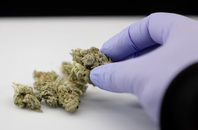 In this June 21, 2018, file photo, a laboratory manager holds a cannabis sample in Oakland, Calif.